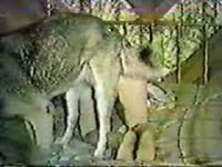Huge dog creampie after girl gets pounded by Husky dog